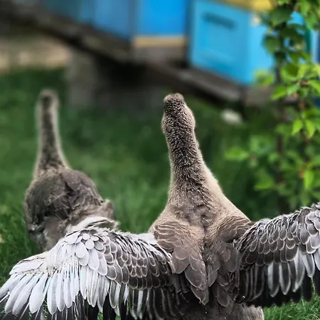 Miodowa Zagroda - Zator Energylandia Daire *